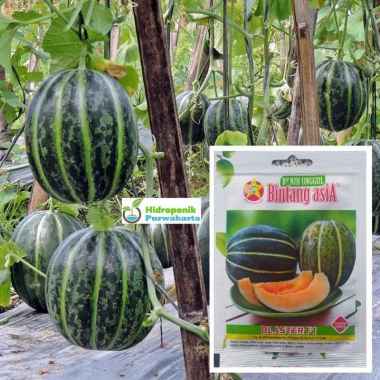 Benih Bintang Asia Blewah Hibrida Blaster Daging Orange Isi 10 Butir