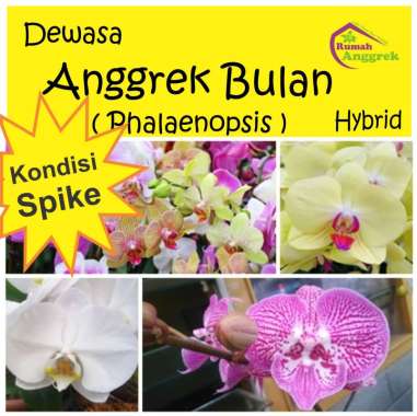 Anggrek Bulan Spike Phalaenopsis Hybrid berbunga bunga knop spaik spek Ph hibrida indonesia kuncup Remaja spike