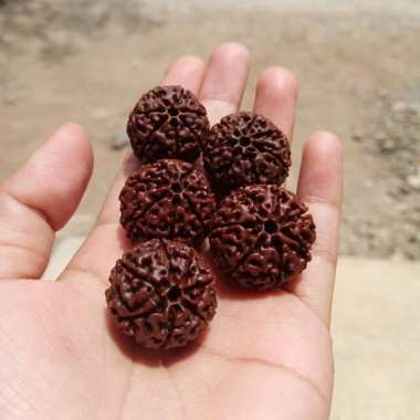 butiran jenitri garis dalam jenitri besar