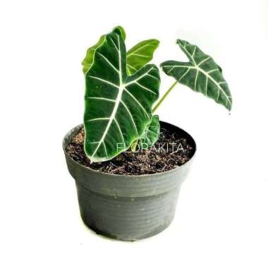 tanaman hias alocasia freydek - alokasia neon