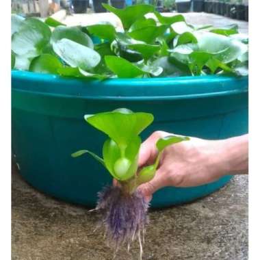 Tanaman Air Eceng gondok - tumbuhan eceng