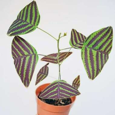 tanaman hias gantung kupu kupu batik