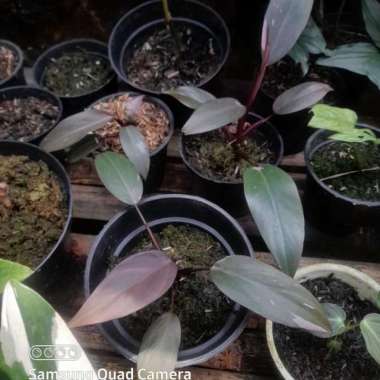 tanaman hias philodendron pink princes