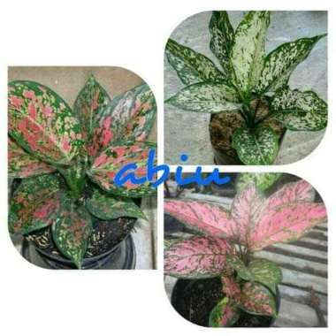 Bibit Bunga Aglonema Paketan (Venus - Snow White - Lady Valentine)