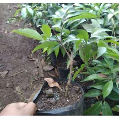 Bibit Leci termurah Tunas Bibit purworejo