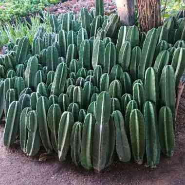 Tanaman hias kaktus belimbing--pohon kaktus koboi