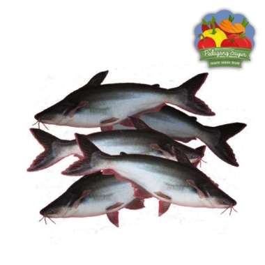 Ikan Patin Segar - Per Ekor 500 gram