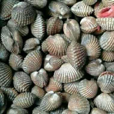 kerang dara hidup fresh 1 kg