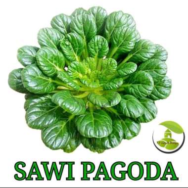 benih bibit sayuran sawi pagoda