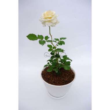 Mawar Import Pattience Wangi Merambat Kondisi Berbunga