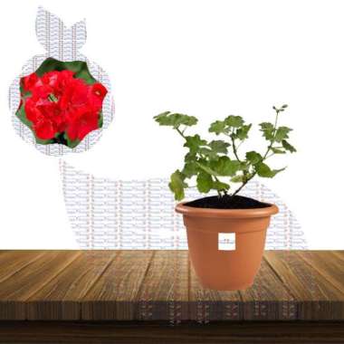 Bibit Tanaman Bunga Geranium Gantung Merah