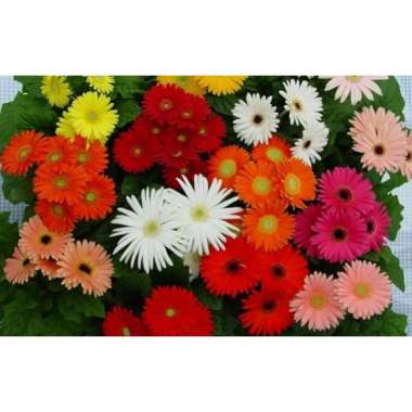 Tanaman Bunga Gerbera Rimbun Berbunga pink
