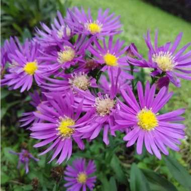 Bibit Bunga Aster Pikok - Tanaman Bunga Hias Hidup BIBIT PINK