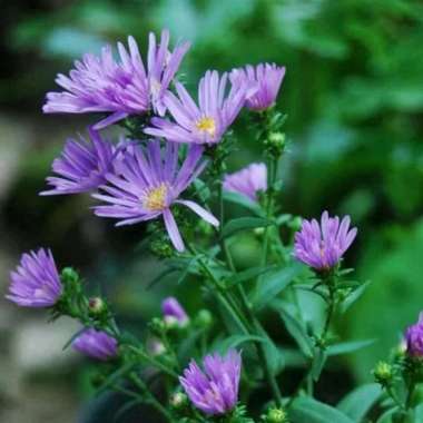 Bibit Bunga Aster Pikok - Tanaman Bunga Hias Hidup BIBIT BIRU
