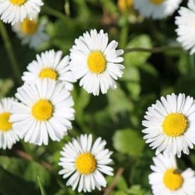Bibit Bunga Aster Pikok - Tanaman Bunga Hias Hidup BIBIT PUTIH