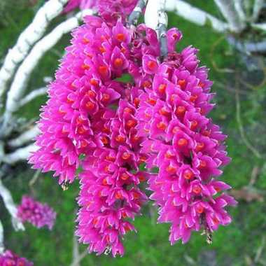 Anggrek Secundum dendro Spesies Sikat Gigi