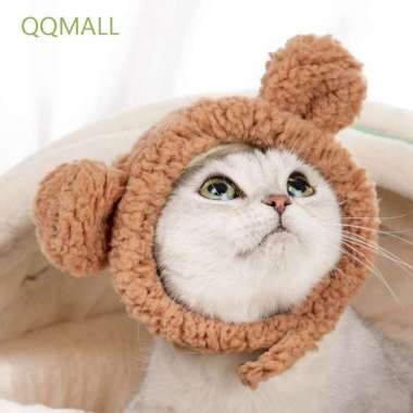 Portrait of a Beautiful Funny Cat in a 