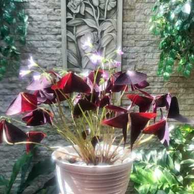 Tanaman hias kupu kupu ungu