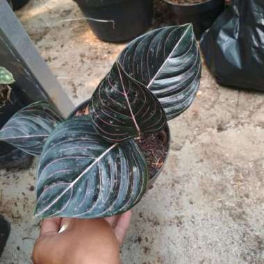 tanaman hias aglonema rotundum aceh