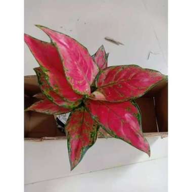 tanaman hias aglonema dud anjamani - aglaonema dud anjamani