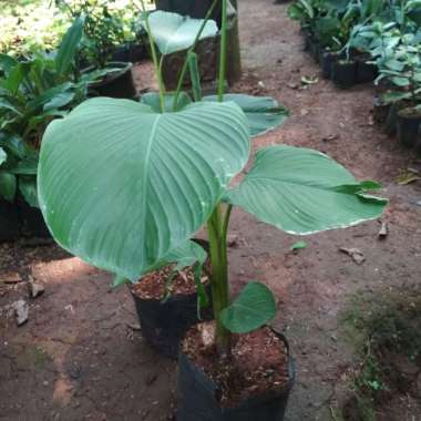 Tanaman hias pisang kalatea-calathea pisang-calathea lutea