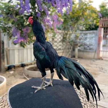 Ayam Bangkok ekor lidi (Telur ferill)