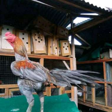 Telur ayam Bangkok Kelabu ekor lidi(telur fertill)