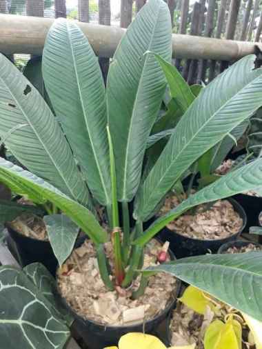 Anthurium Rinet Tanaman Hias Anturium