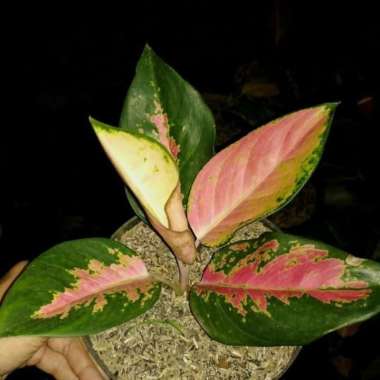 tanaman hias aglonema kocin - khocin