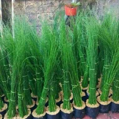 tanaman hias bambu air - pohon Bambu air - bambu mini