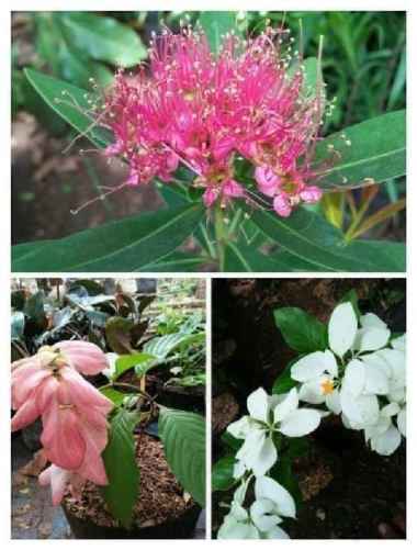 _ tanaman hias bunga paket bibit -