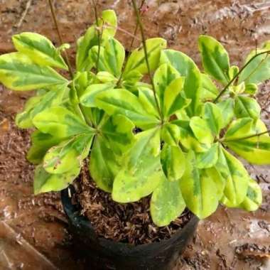 Tanaman Hias Ginseng Kuning - Pohon Ginseng golden