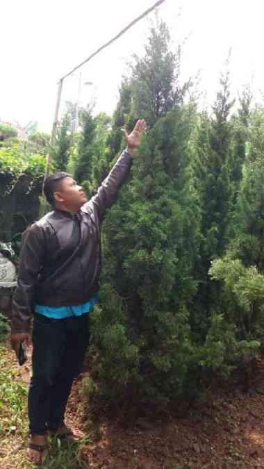 Tanaman Cemara Lilin//Pohon Natal 3Meter.