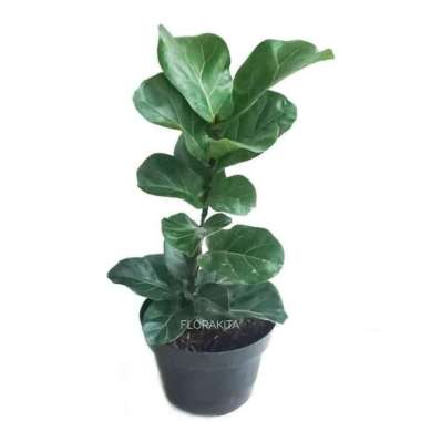 tanaman hias Ketapang biola - pohon Ketapang - biola cantik