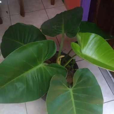 tanaman hias philodendron green emerald philo