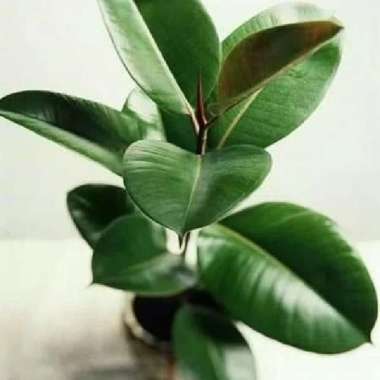Pohon Karet Kebo / Rubber Plant