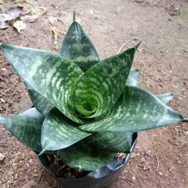 tanaman hias lidah mertua mini, sansivera hijau, lidah mertua hijau