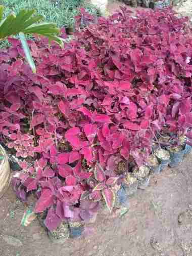 tanaman hias miyana merah - tanaman herbal miyana merah