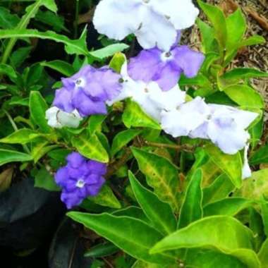 tanaman hias bunga melati costa - melati costa