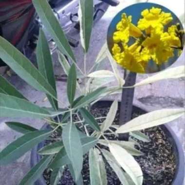 bibit tanaman hias tabebuya kuning