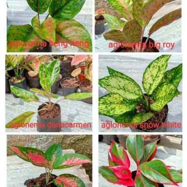 Paket 6 tanaman hias aglonema - pusat aglonema