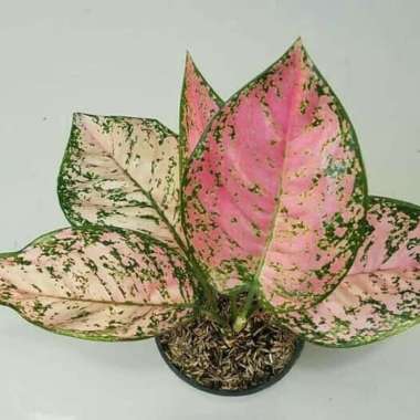 Pohon Aglonema Ruby Pink Dewasa / Tanaman Aglaonema Ruby Super Pink
