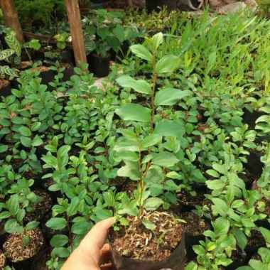 Pohon Bidara Arab//Pohon Herbal