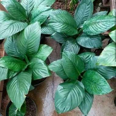 Tanaman Hias Indoor Spathiphyllum - Muana Loa Giant - Peace Lily Giant