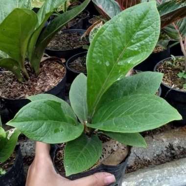 tanaman hias Athurium jermani/bibit anturium jermani