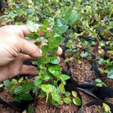 Tanaman Rambat Dolar Kecil - Pohon Dollar Rambat