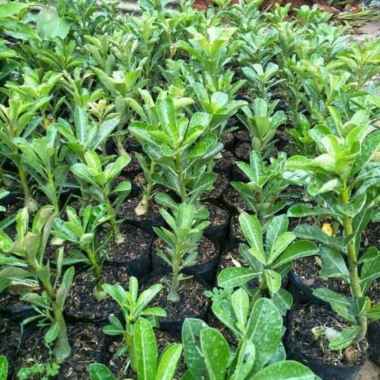 Bibit Kamboja Adenium Bunga Tumpuk dari Biji