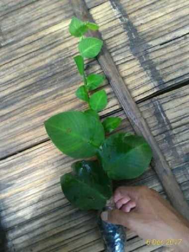 tanaman rambat dinding dollar daun besar