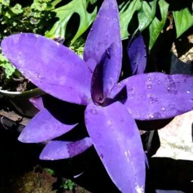 Tanaman Hias Adam Hawa Ungu - Nanas Kerang