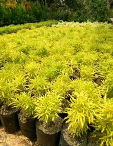 Tanaman Hias Brokoli - Pohon Brokoli